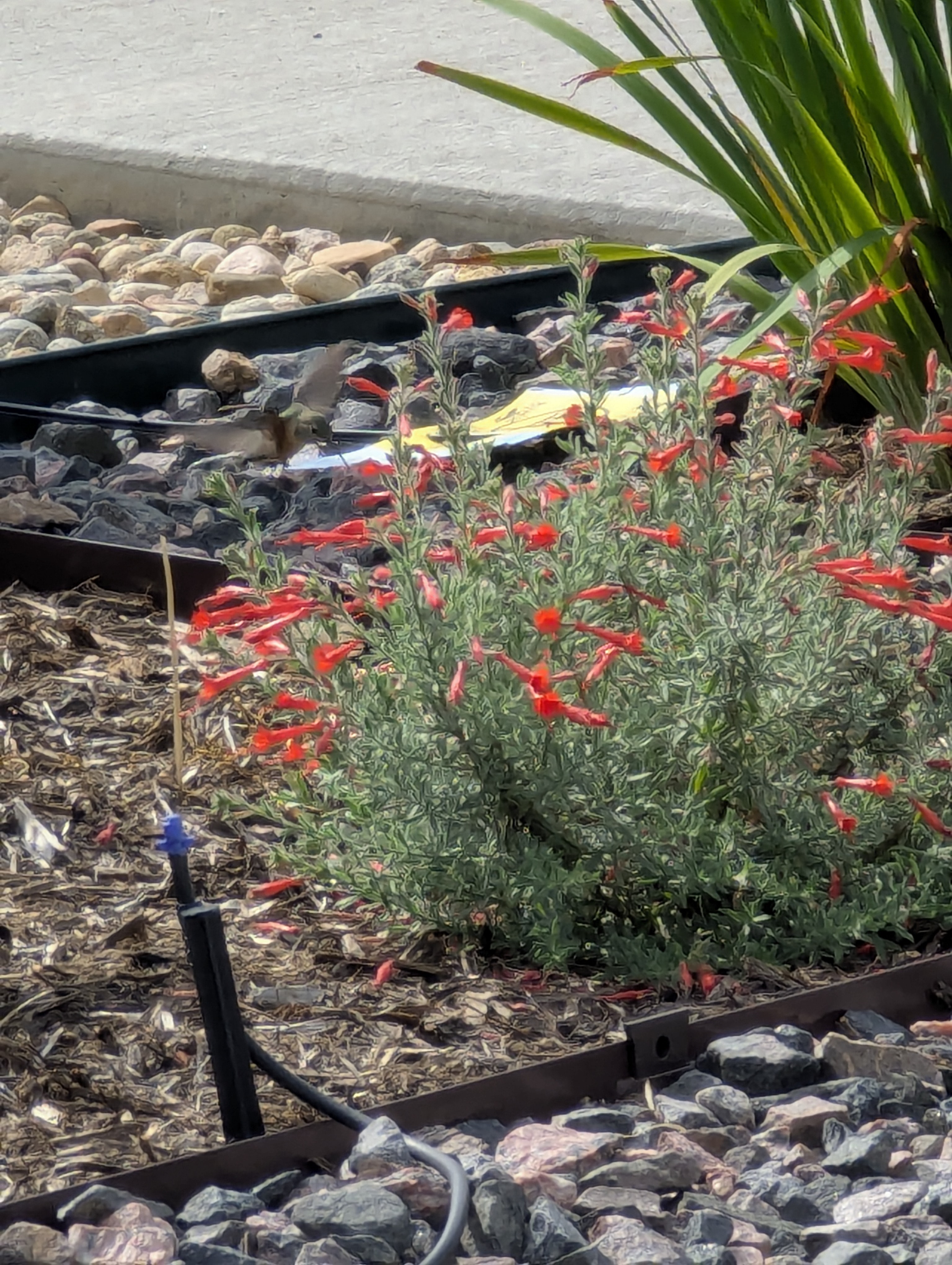 hummingbird, agastache, Morrison, Colorado